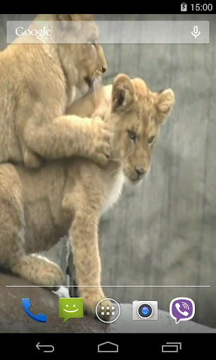 Lion Video Live Wallpaper Screen 2