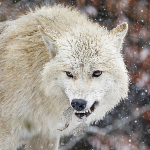 Wolf Sounds logo