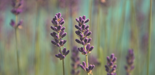 Diffuser Blends — Essential Oi