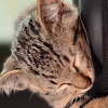 Download sleeping cat wallpaper - cat video wallpaper on Windows PC for Free [Latest Version]