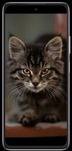 Cat phone wallpapers