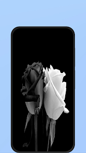 black and white rose