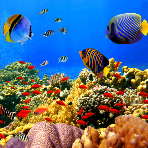 Ocean Fish Live Wallpapers Download on Windows