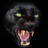 Panther Wallpaper icon