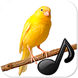 Birds singing sound Canarios icon