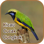 Cover Image of डाउनलोड Kicau Cucak Cungkok Gacor - Offline 2.1 APK