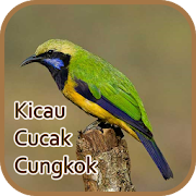 Top 39 Music & Audio Apps Like Kicau Cucak Cungkok Gacor - Offline - Best Alternatives