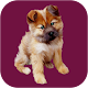 Cute Puppy And Dog Wallpapers, it's 2020 new app Download on Windows