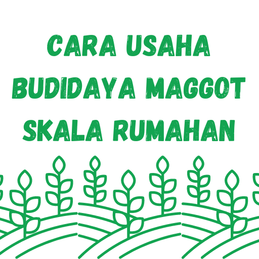 Cara Usaha Budidaya Maggot