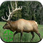 Elk Hunting Calls