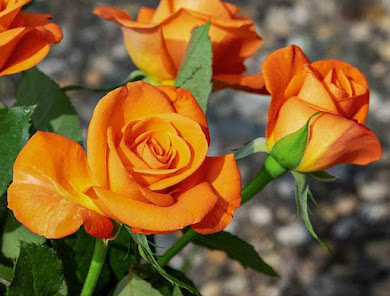 Imágen 7 Rosas Hermosas para ti con Amo android