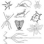 Cover Image of Скачать Genera of insect  APK