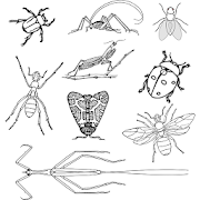Nemzetségek a rovar