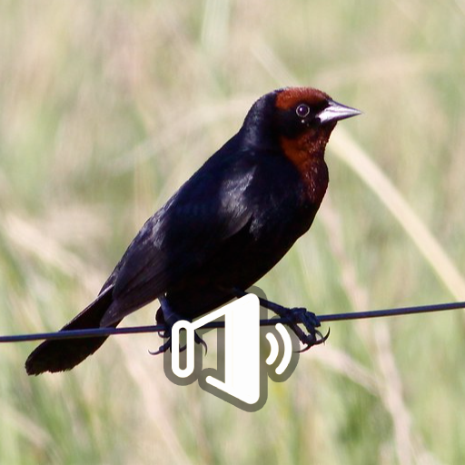 Canto Garibaldi Pra Esquentá