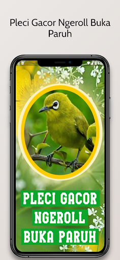 Android application Pleci Gacor Ngeroll Buka Paruh screenshort