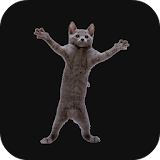 Dancing Cat Live Wallpaper icon