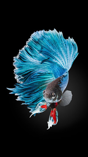 Android application Betta Fish Wallpaper screenshort