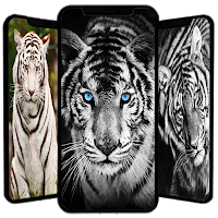 White Tiger Wallpaper HD 4K