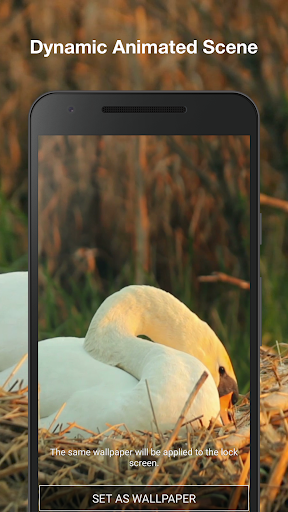 Swans Live Wallpaper Screen 2
