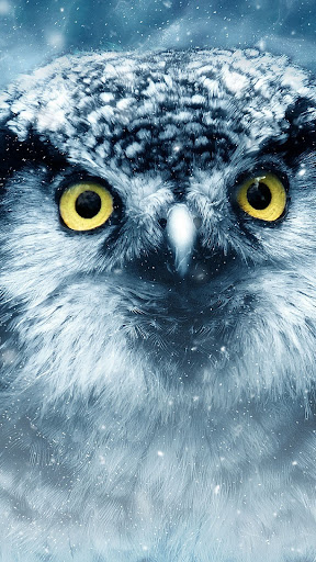 Owl wallpapers Screen 2