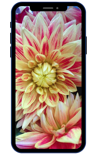 Android application Dahlia Flower Wallpaper HD screenshort