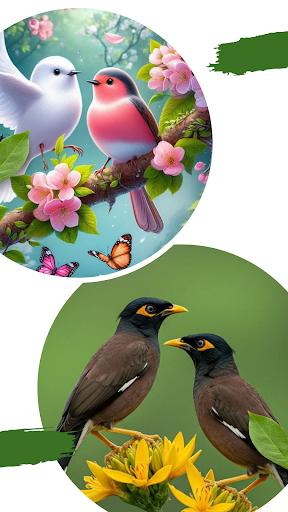 Birds Backgrounds