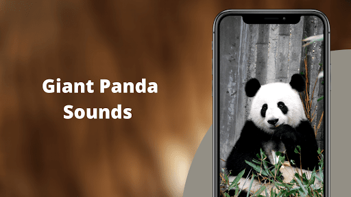Android application Panda Sounds screenshort