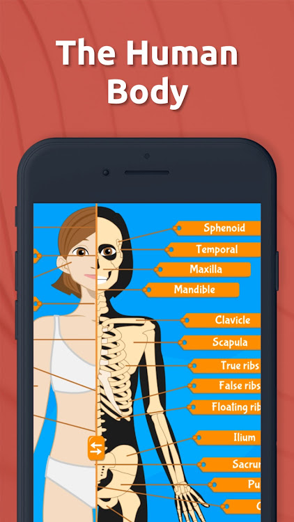 Human Anatomy - Body parts - 2024.2.0 - (Android)