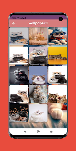 wallpaper cat HD Screen 3