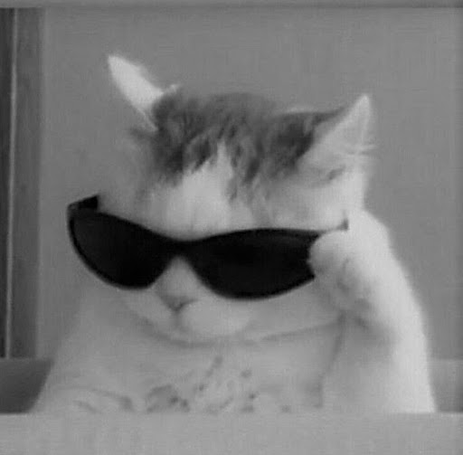 cat profile picture Screen 2