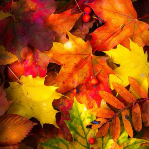 Fall Wallpaper logo