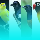 Kumpulan Kicau Burung Terbaru icon