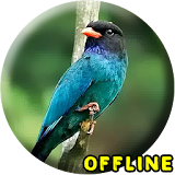Suara Burung Tengkek Buto MP3 icon