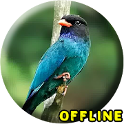 Suara Burung Tengkek Buto MP3