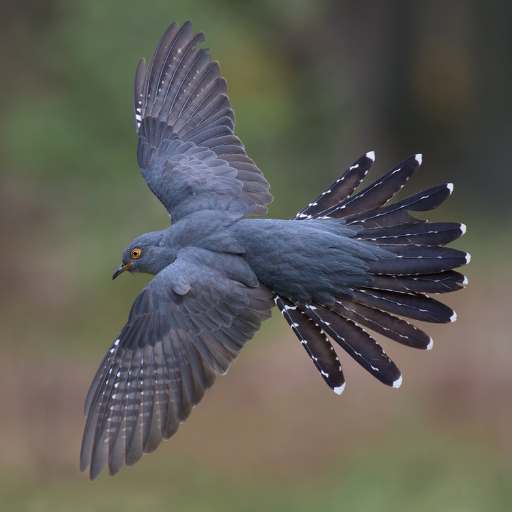 cuckoo sounds logo
