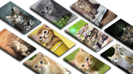 Android application Cute Kitten Wallpapers HD screenshort