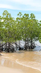Mangrove Forest Wallpaper