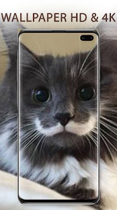 Cute Cats Wallpapers HD 4Kのおすすめ画像1
