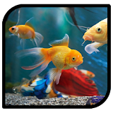 3D Fish Aquarium Live Wallpaper HD icon