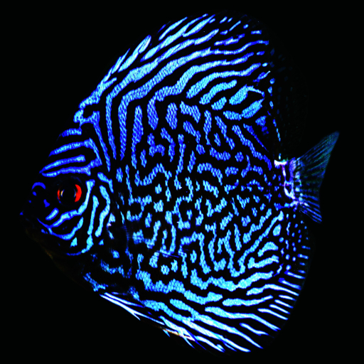 Discus fish care logo