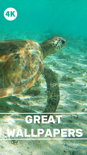 Sea Turtle Wallpapers - Screen Background