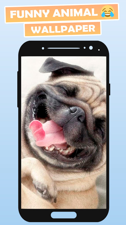Funny Animal Wallpapers - 1.3 - (Android)