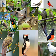 Kicau-Kicau Burung Terlengkap  Icon