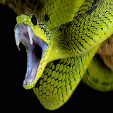 Snakes fangs Live Wallpaper icon