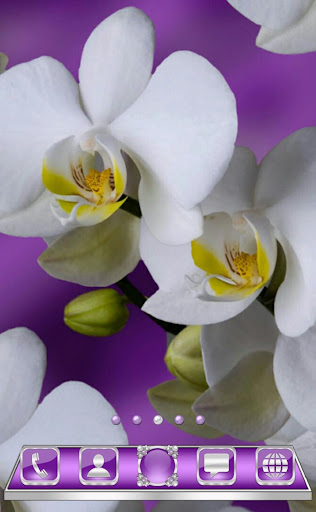 White Orchids Go Launcher them Screen 2