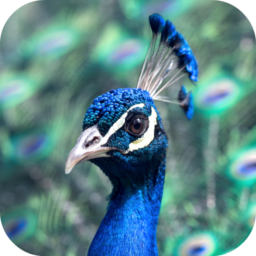 Peacock Wallpaper - Apps on Google Play