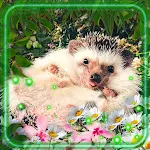 Cover Image of Download Hedgehogs Amazing  APK