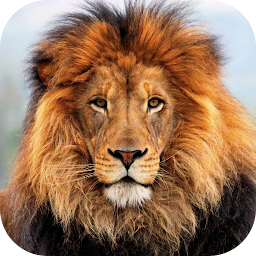 Icon image Lion HD Live Wallpaper