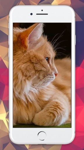Daily Orange Cat Wallpapers