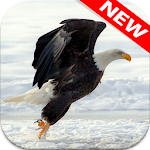 Cover Image of डाउनलोड 🦅 Eagle Wallpapers – Bird Wallpaper 3.0 APK